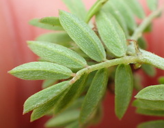 Indigofera poliotes