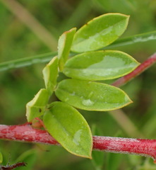 Indigofera poliotes