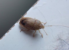 Hypatropis australis