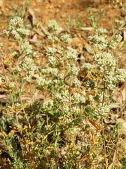 Teucrium lusitanicum