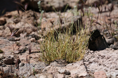 Muhlenbergia appressa