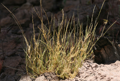 Muhlenbergia appressa