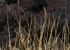 Muhlenbergia appressa