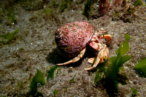 Pagurus perlatus