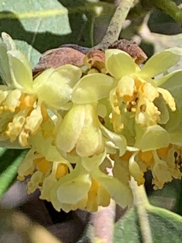 Umbellularia