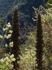 Puya densiflora