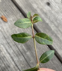 Vinca minor