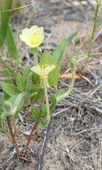 Oenothera indecora