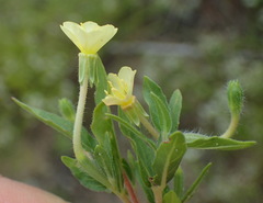 Oenothera indecora