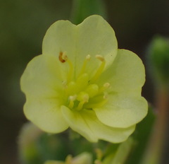 Oenothera indecora