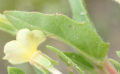 Oenothera indecora