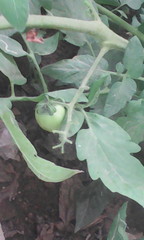 Solanum lycopersicum