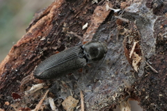 Cardiophorinae