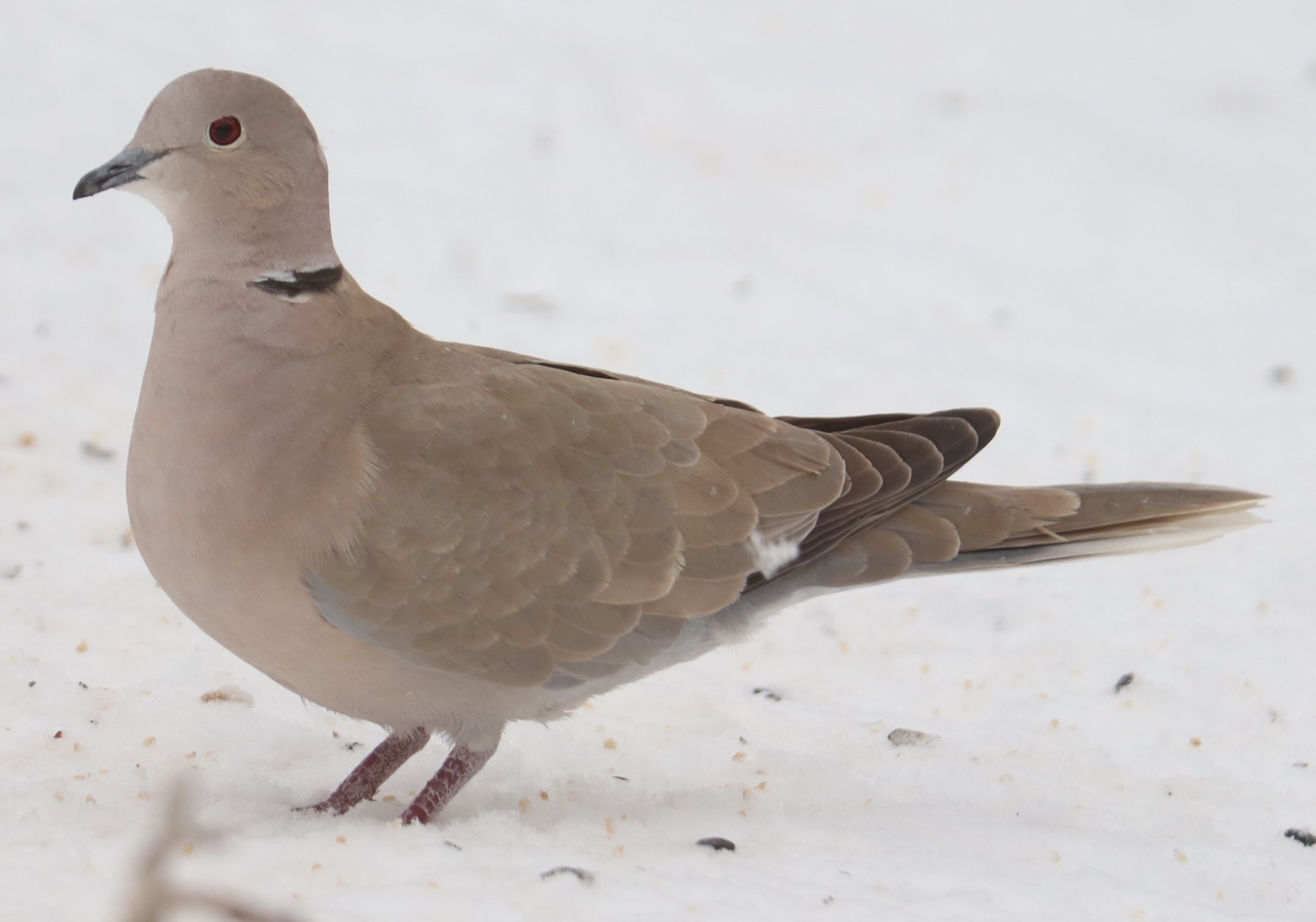 Collared Dove (Streptopelia decaocto)