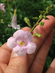 Incarvillea diffusa