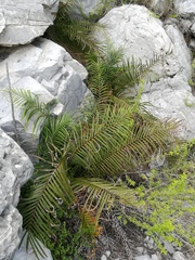 Pteris longifolia