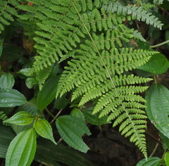 Dryopteris peranema