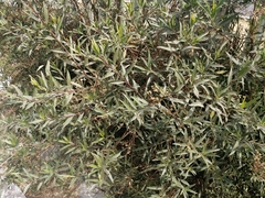 Baccharis salicifolia