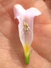 Incarvillea diffusa