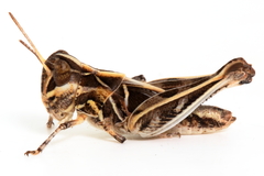 Austroicetes pusilla