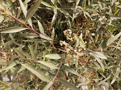 Baccharis salicifolia