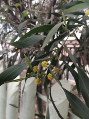 Acacia