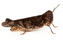 Austroicetes pusilla