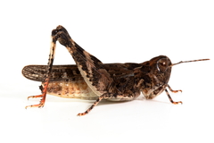 Austroicetes pusilla