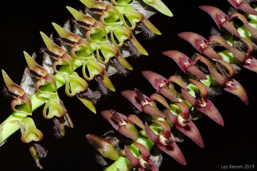 Claver's Spiral Orchid