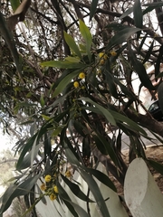 Acacia