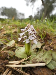 Neotinea conica