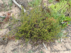 Struthiola parviflora