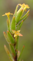 Struthiola parviflora