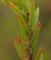 Struthiola parviflora