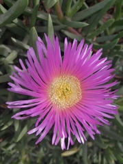 Carpobrotus
