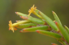 Struthiola parviflora
