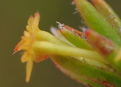 Struthiola parviflora