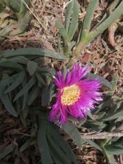 Carpobrotus