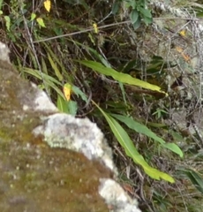 Niphidium crassifolium