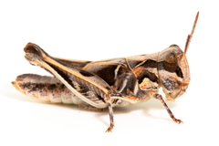 Austroicetes pusilla