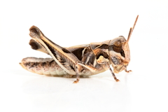 Austroicetes pusilla