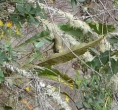 Niphidium crassifolium