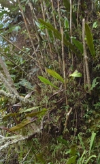 Niphidium crassifolium