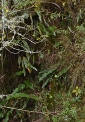 Niphidium crassifolium