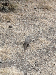 Columbina inca