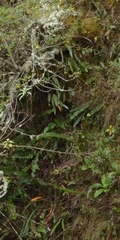 Niphidium crassifolium