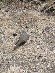 Columbina inca