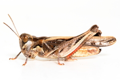 Austroicetes pusilla