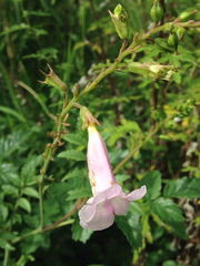 Incarvillea diffusa