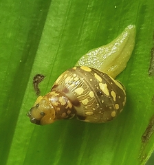 Orthalicidae